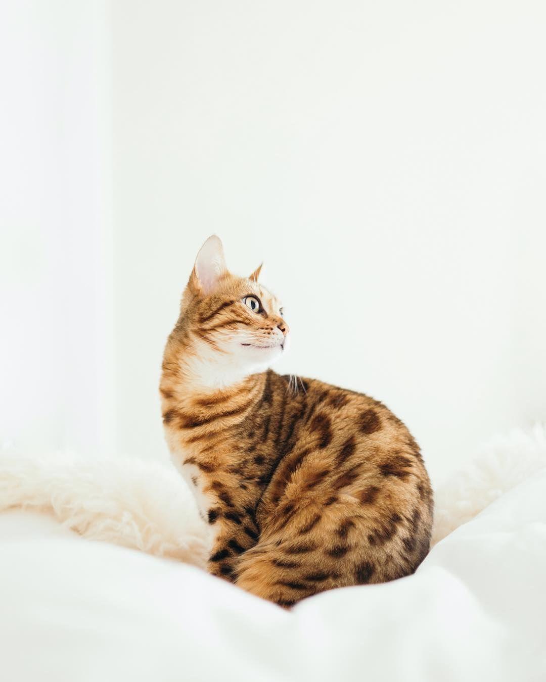 1080x1350 Great Image Bengal Cats orange Style. Cute cat wallpaper, Indoor cat, Pet funeral