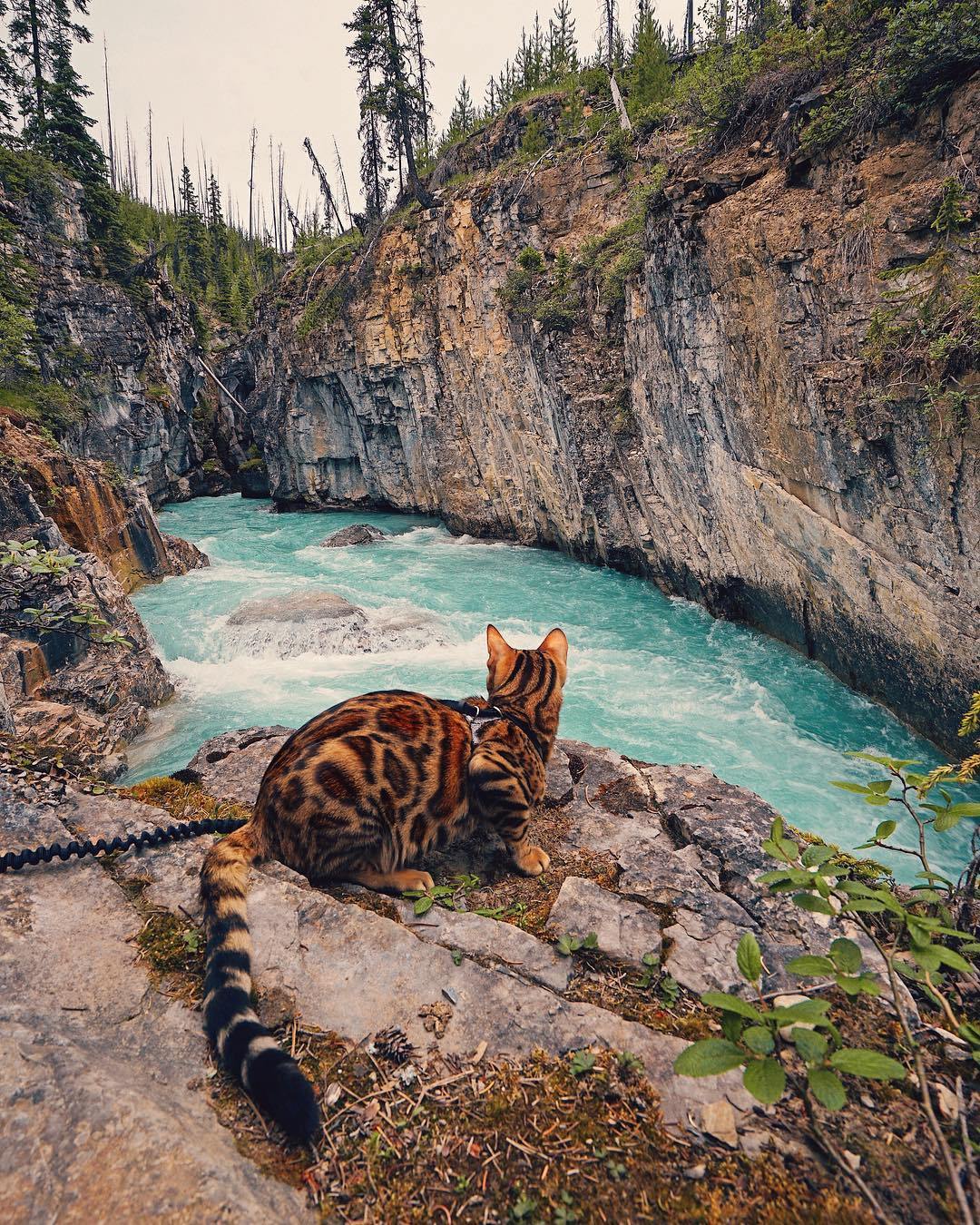 1080x1350 Amazing Bengal Cat Adventure Live Wallpaper HD