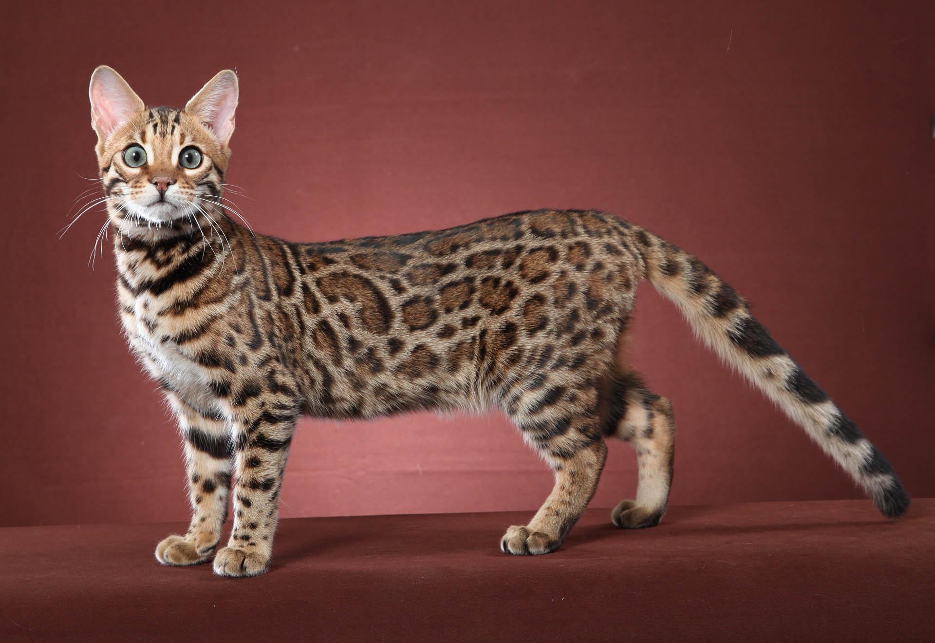 1920x1320 Free download Red Bengal Cat HD Wallpaper Background Image [1920x1320] for your Desktop, Mobile & Tablet. Explore Bengal Kittens Wallpaper. Bengal Kittens Wallpaper, Wallpaper Kittens, Kittens Wallpaper