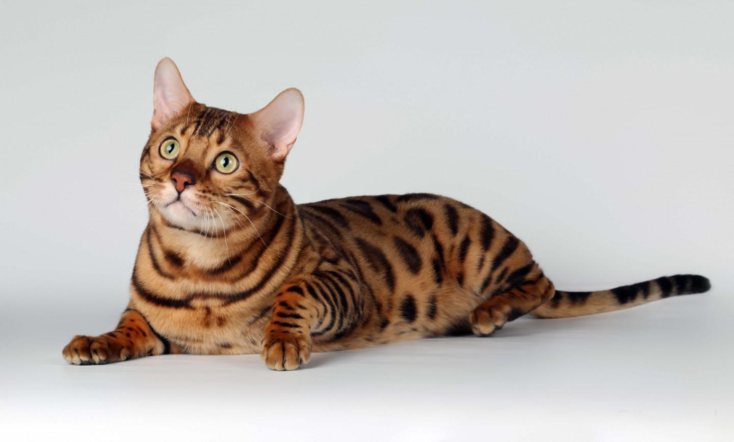 1440x868 Free Download Bengal Cats 3D Background Animals Wallpaper