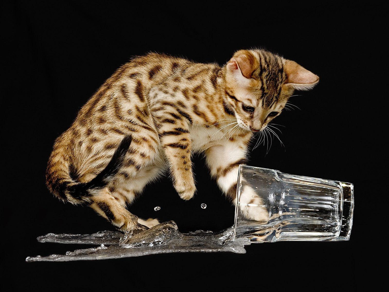 1600x1200 Bengal Cat