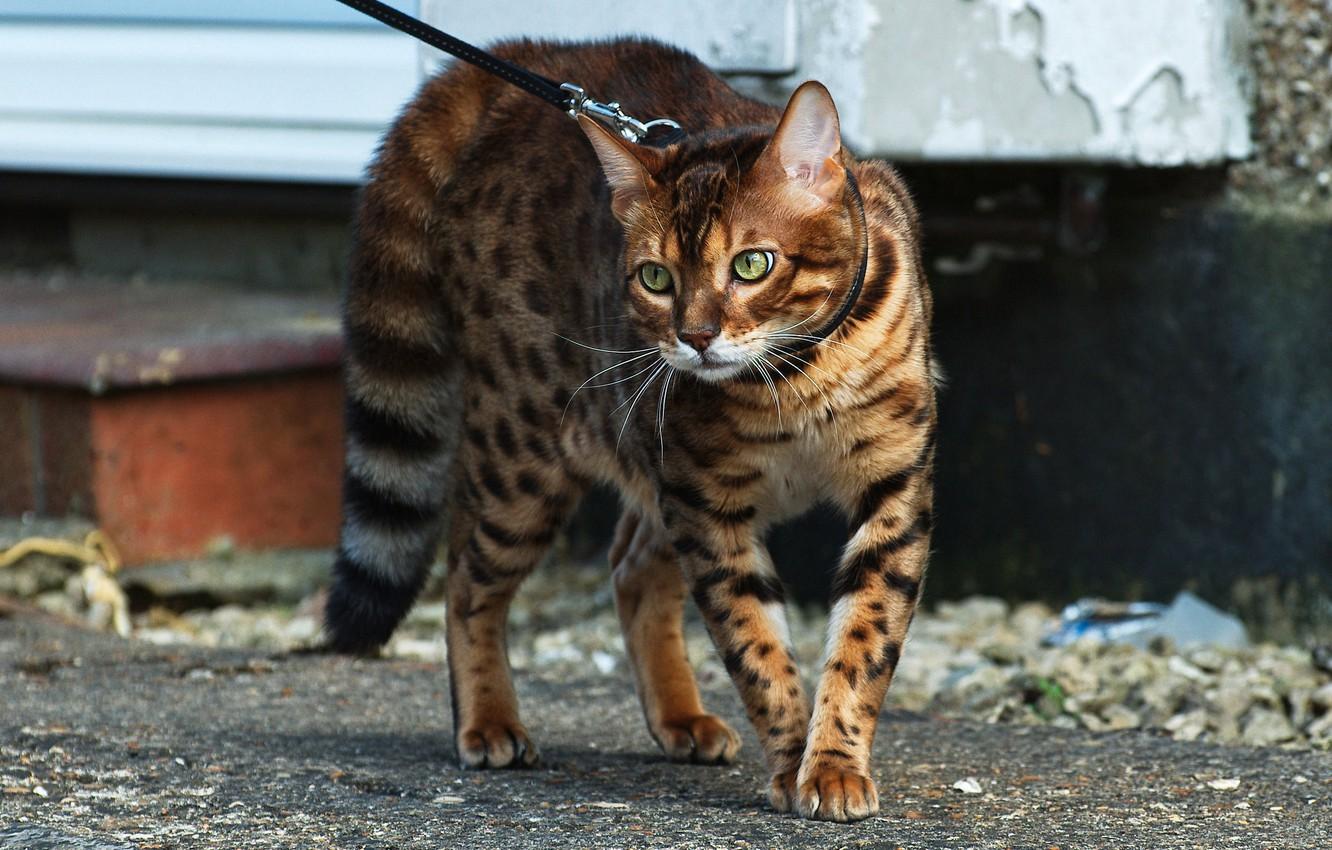 1332x850 Wallpaper cat, look, color, Bengal cat image for desktop, section кошки