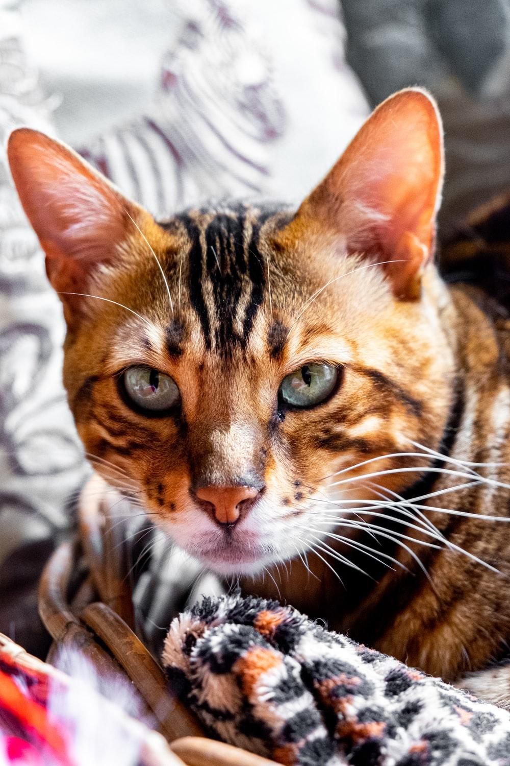 1000x1500 Bengal Cat Picture. Download Free Image