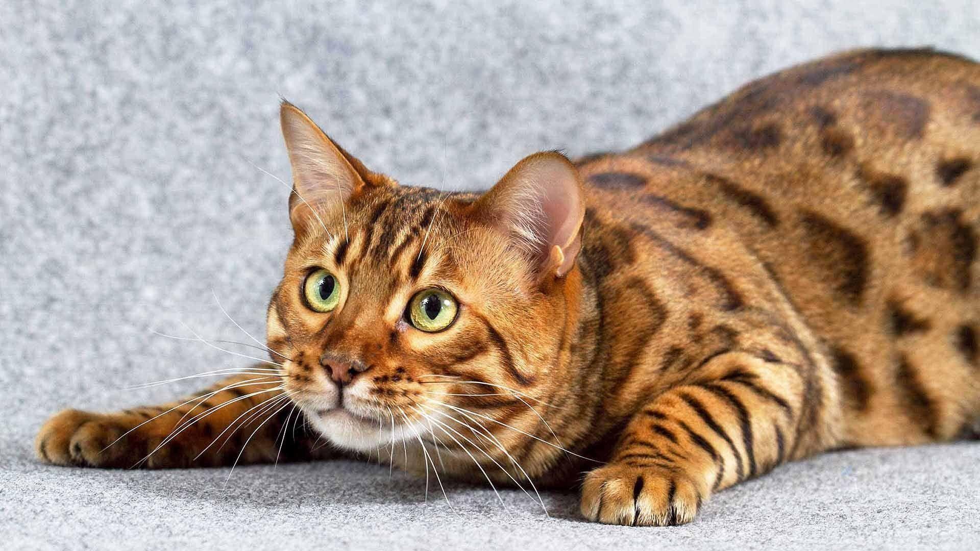 1920x1080 Bengal Cats Wallpaper FREE Picture