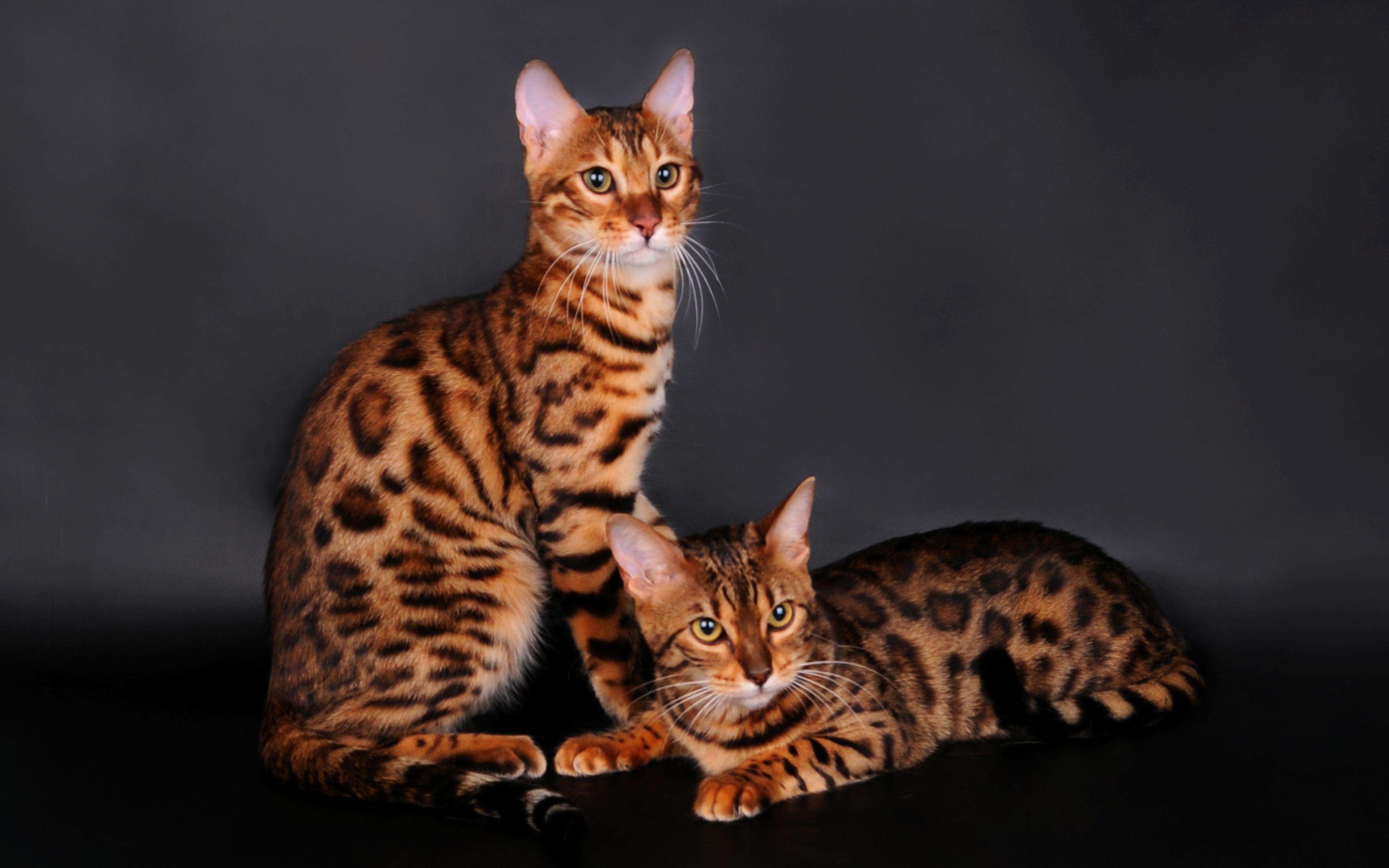 3840x2400 Bengal Cat HD Wallpaper and Background Image