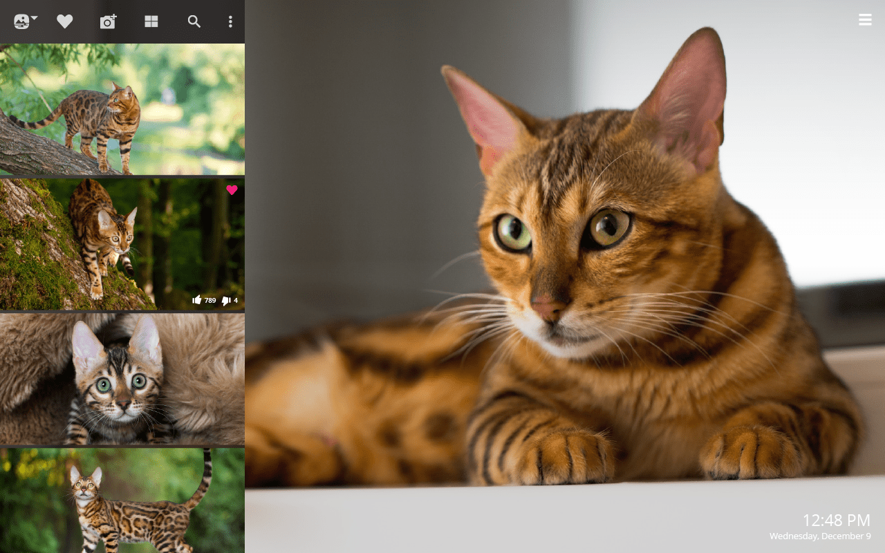 1280x800 My Bengal Cat HD Wallpaper New Tab Theme