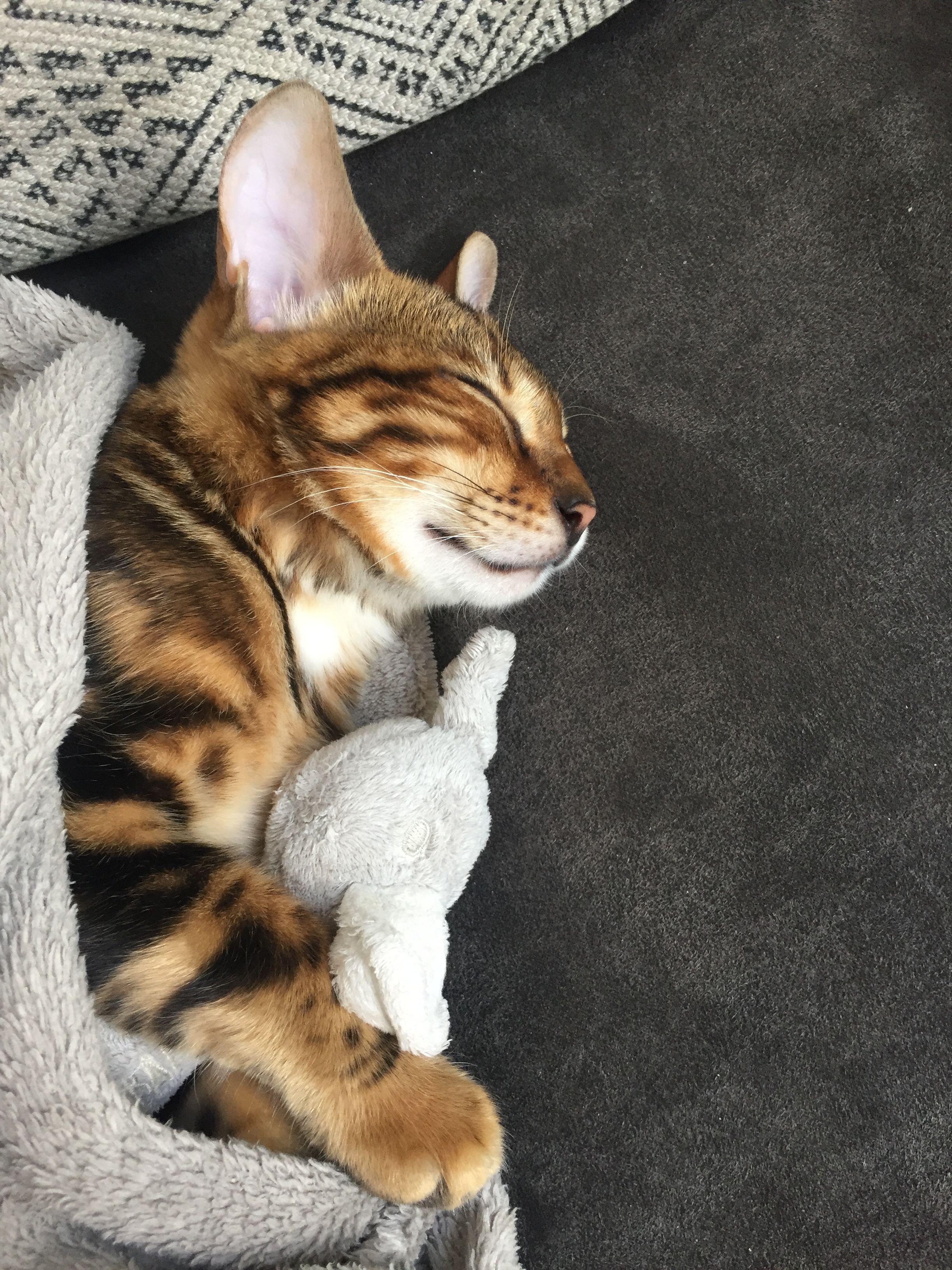 2448x3264 Sakura the bengal cat. Bengal cat, Cat facts, Bengal cat facts
