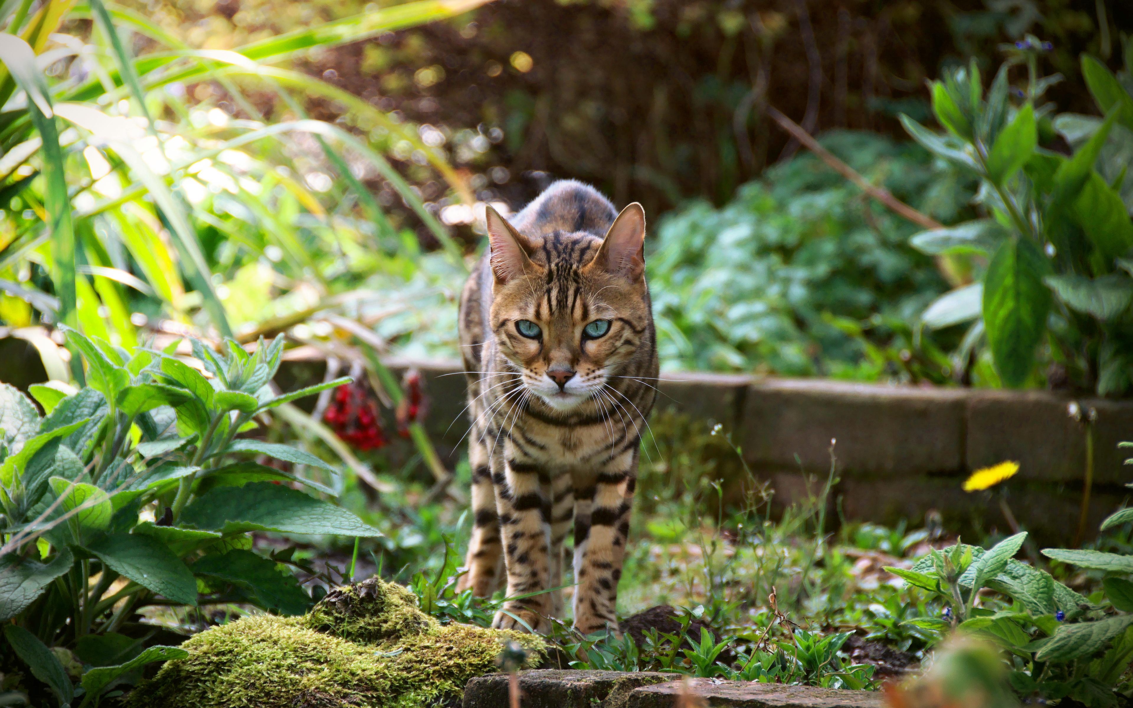 3840x2400 Picture Bengal cat cat Animals 3840x2400