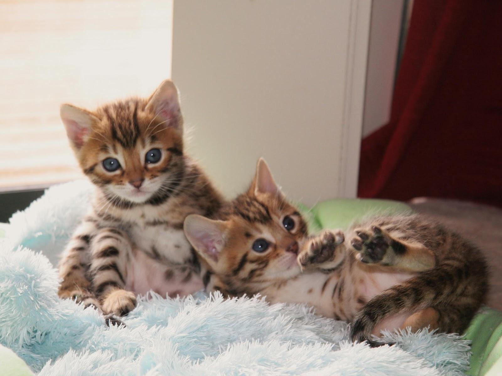 1600x1200 Cute Kitten Bengal Cats High Resolution Widescreen