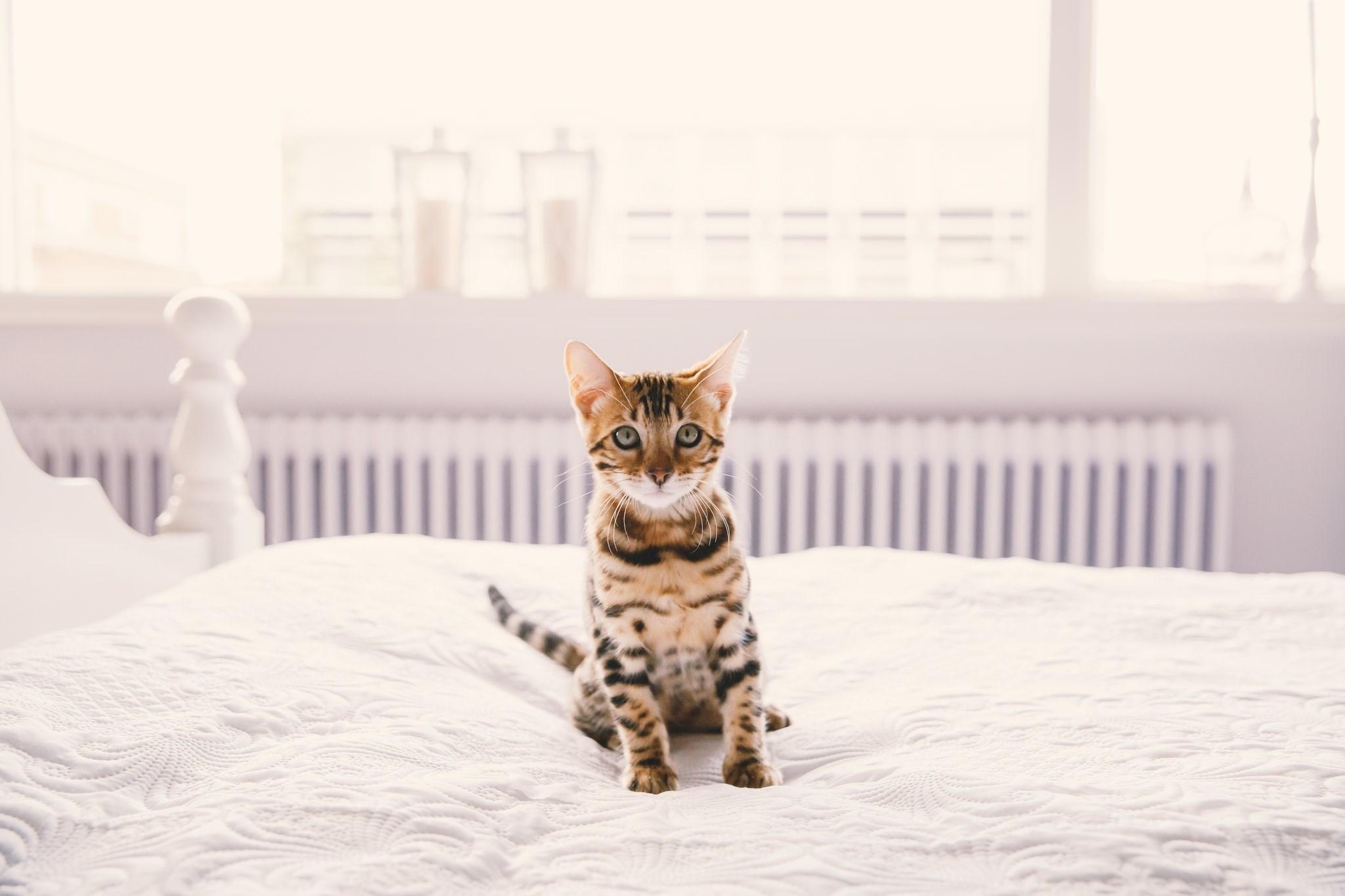 2048x1365 2048x1365 HQ Definition Wallpaper Desktop bengal cat