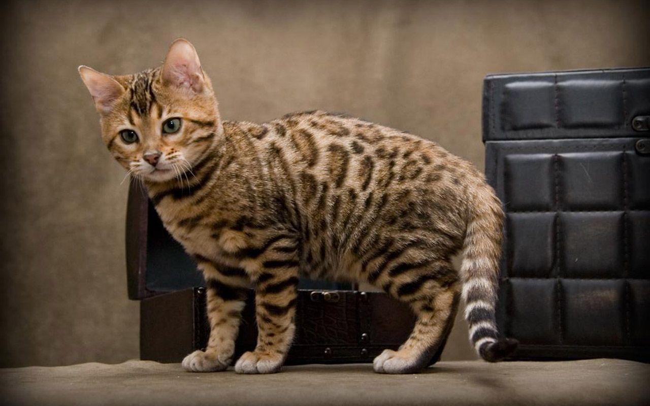 1280x800 Cute Bengal Cat Kitten