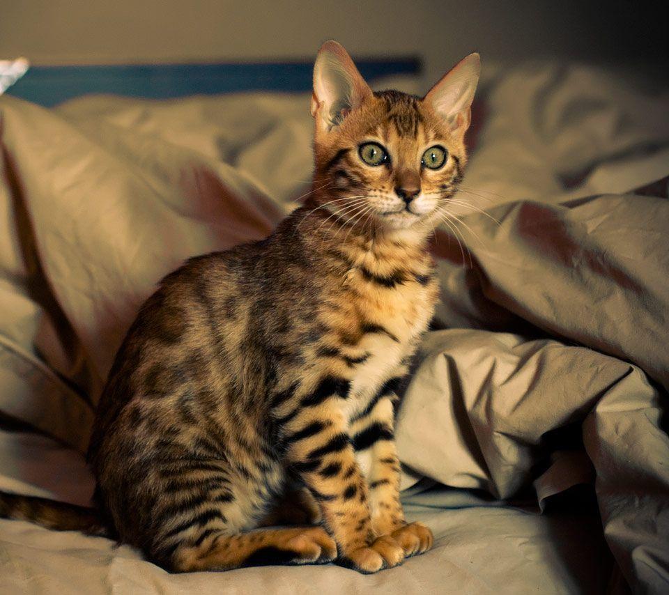 960x854 Bengal Cats Wallpaper