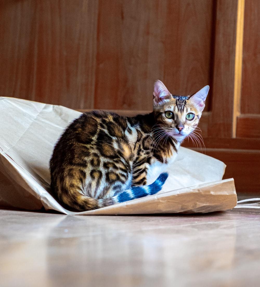 1000x1105 Bengal Cat Picture. Download Free Image