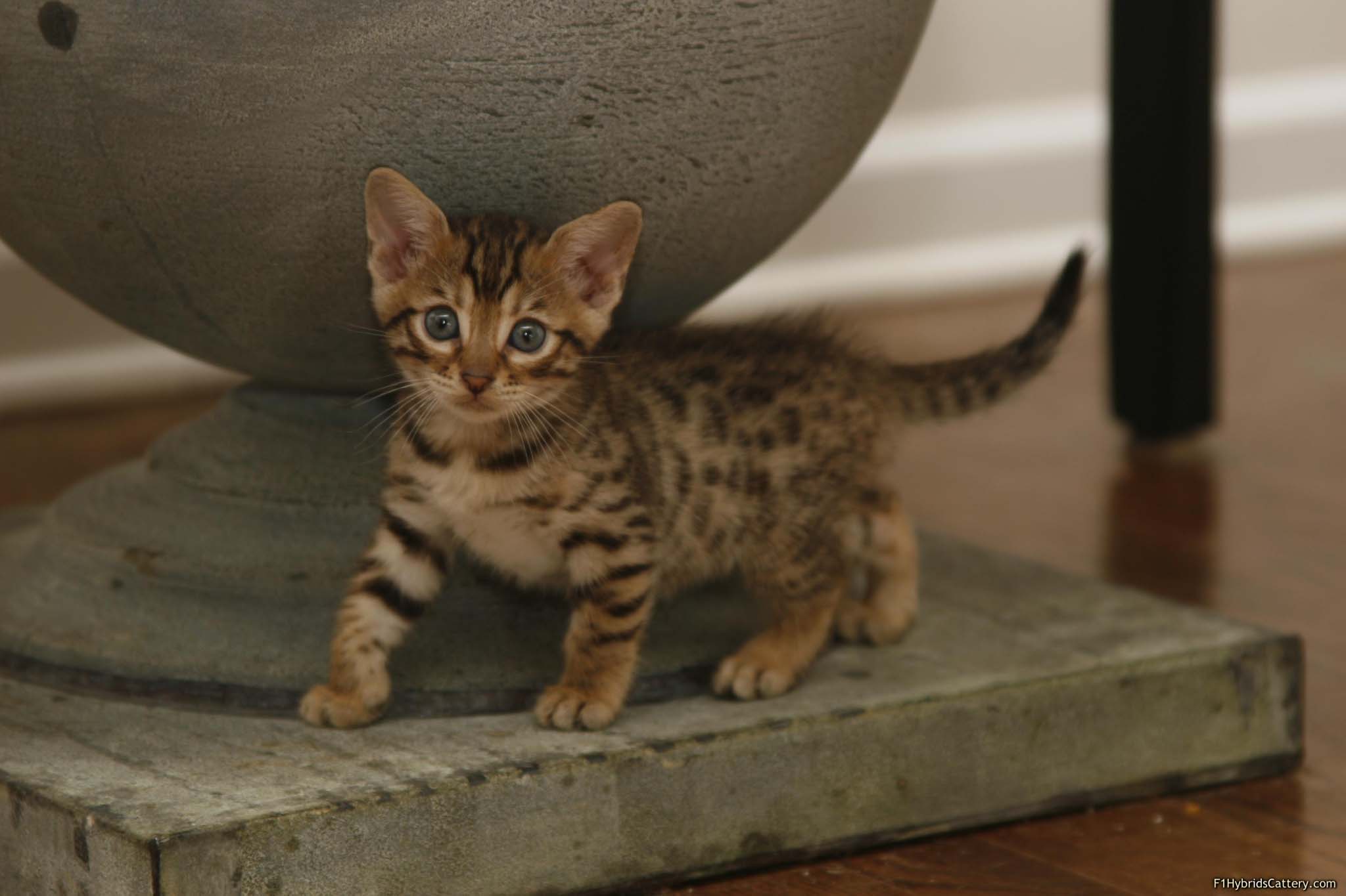 2048x1365 Bengal Cats Wallpaper