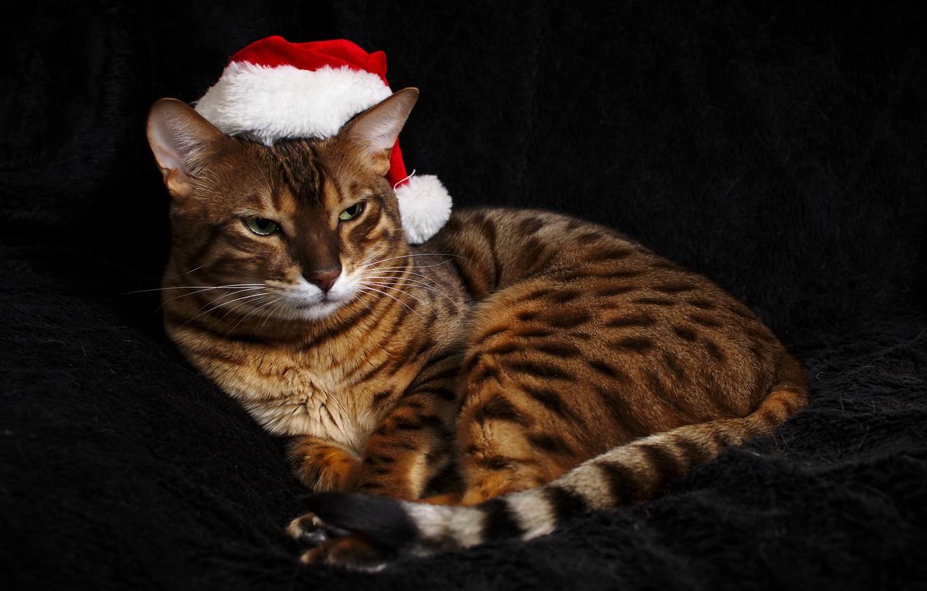 1332x850 Wallpaper cat, look, hat, color, Bengal cat image for desktop, section кошки
