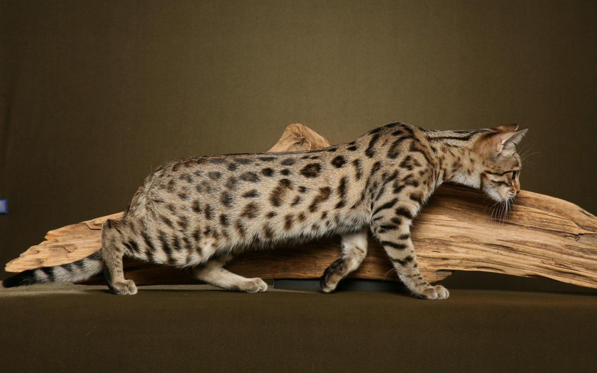 1920x1200 Bengal cat wallpaperx1200