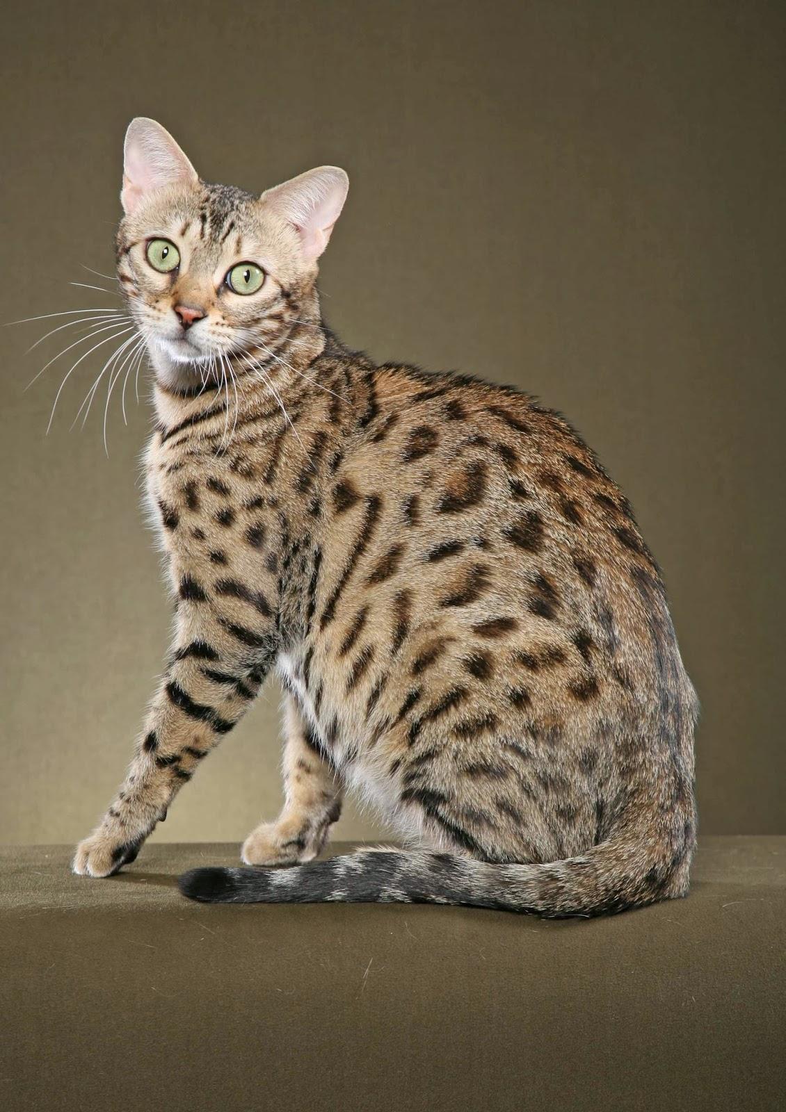 1130x1600 BENGAL CAT PICTURES Cat Wallpaper