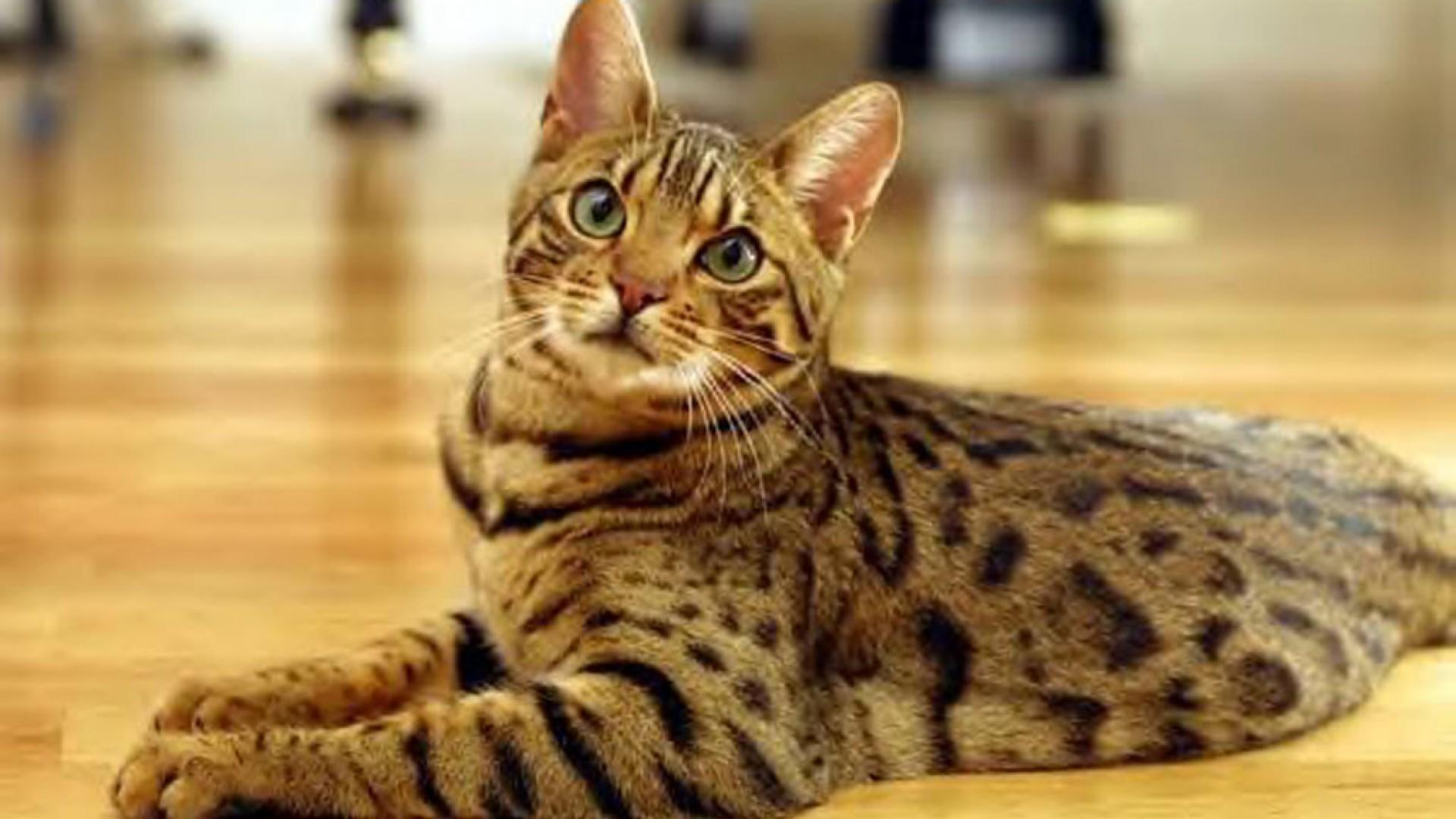 1920x1080 Bengal Cat