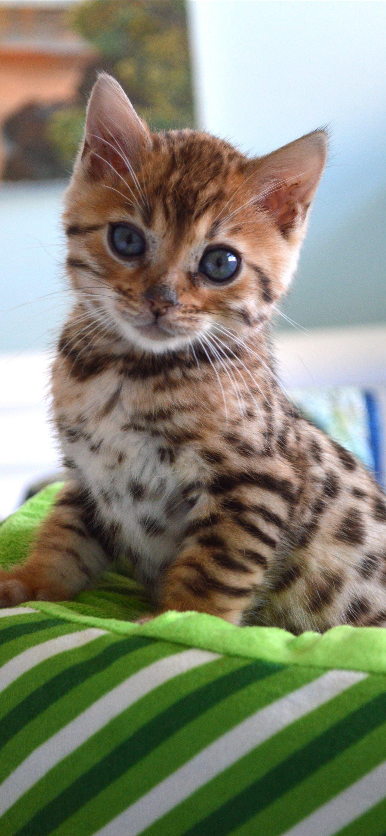 1284x2778 Best Bengal cats iPhone HD Wallpaper