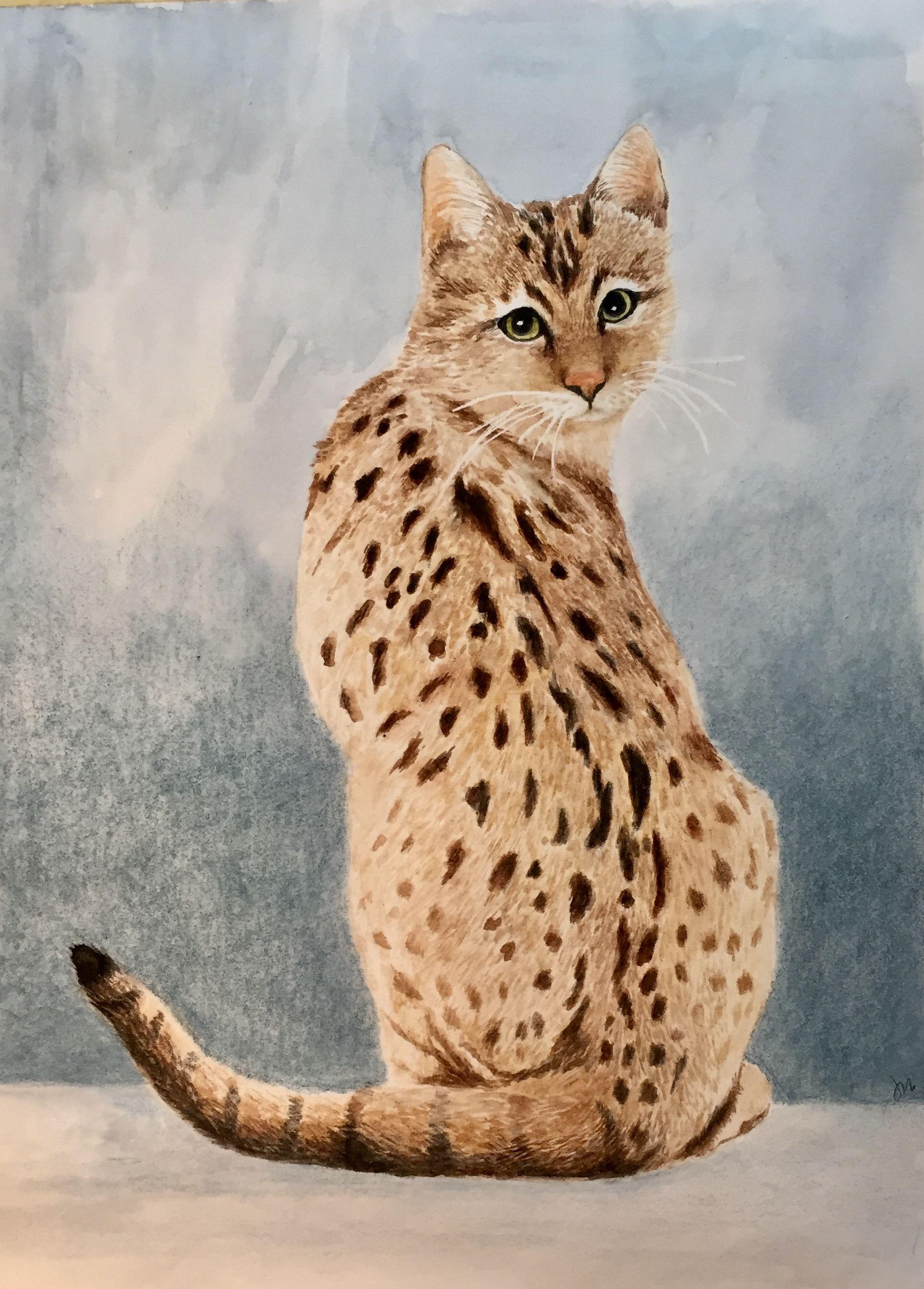 1924x2685 Bengal cat watercolor Jane mcmaster. Watercolor cat, Watercolor cats, Watercolor art