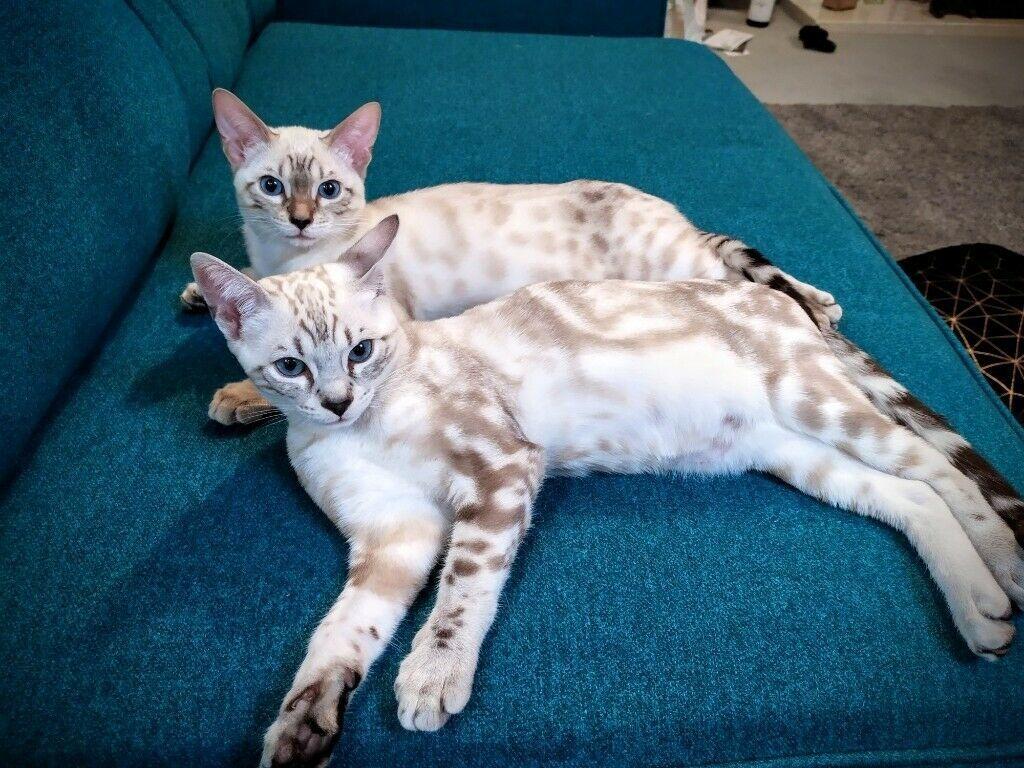 1024x768 Best +30 Picture of Bengal Cats and Kittens