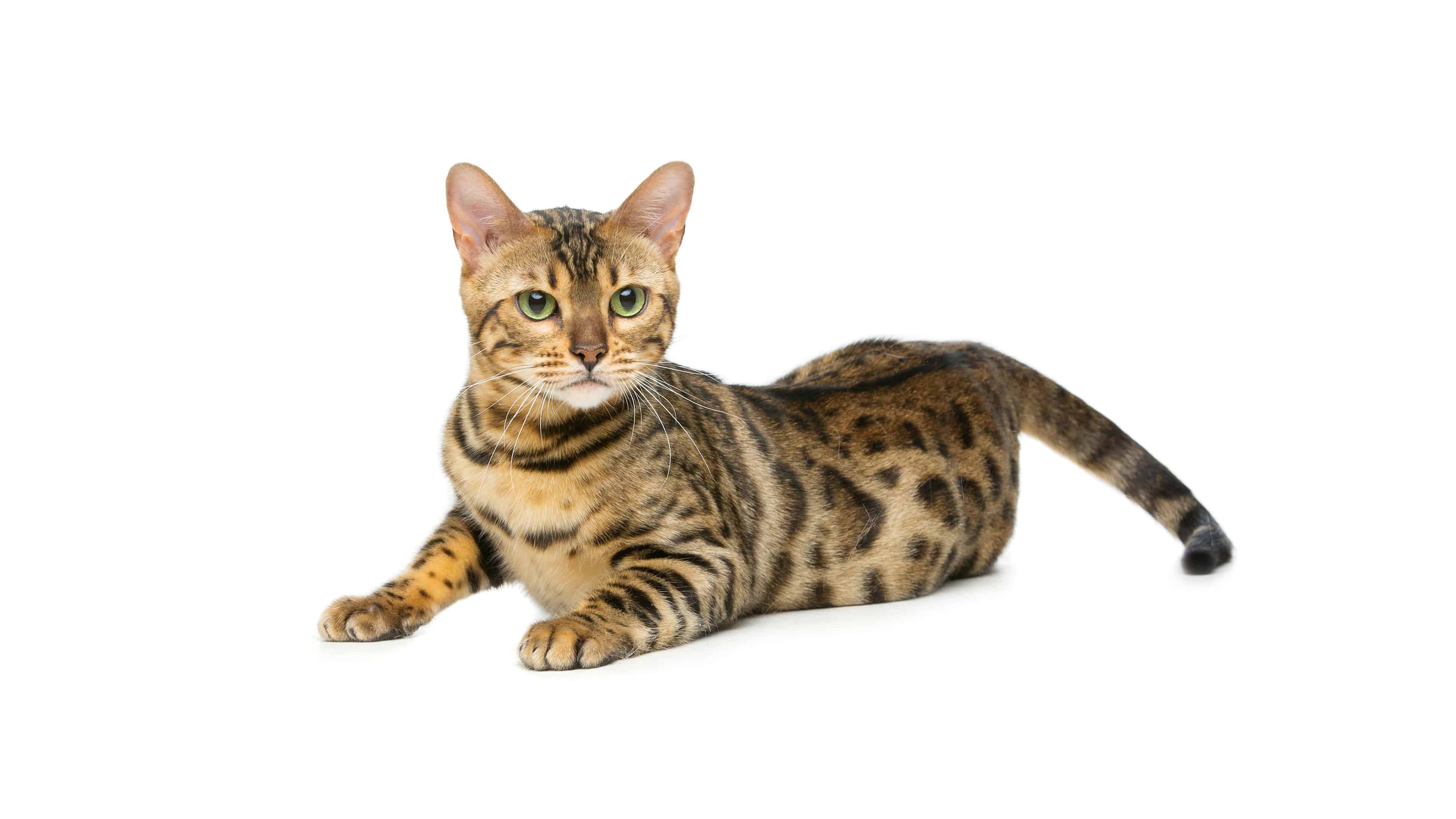 3840x2160 Bengal Cat UHD 4K Wallpaper