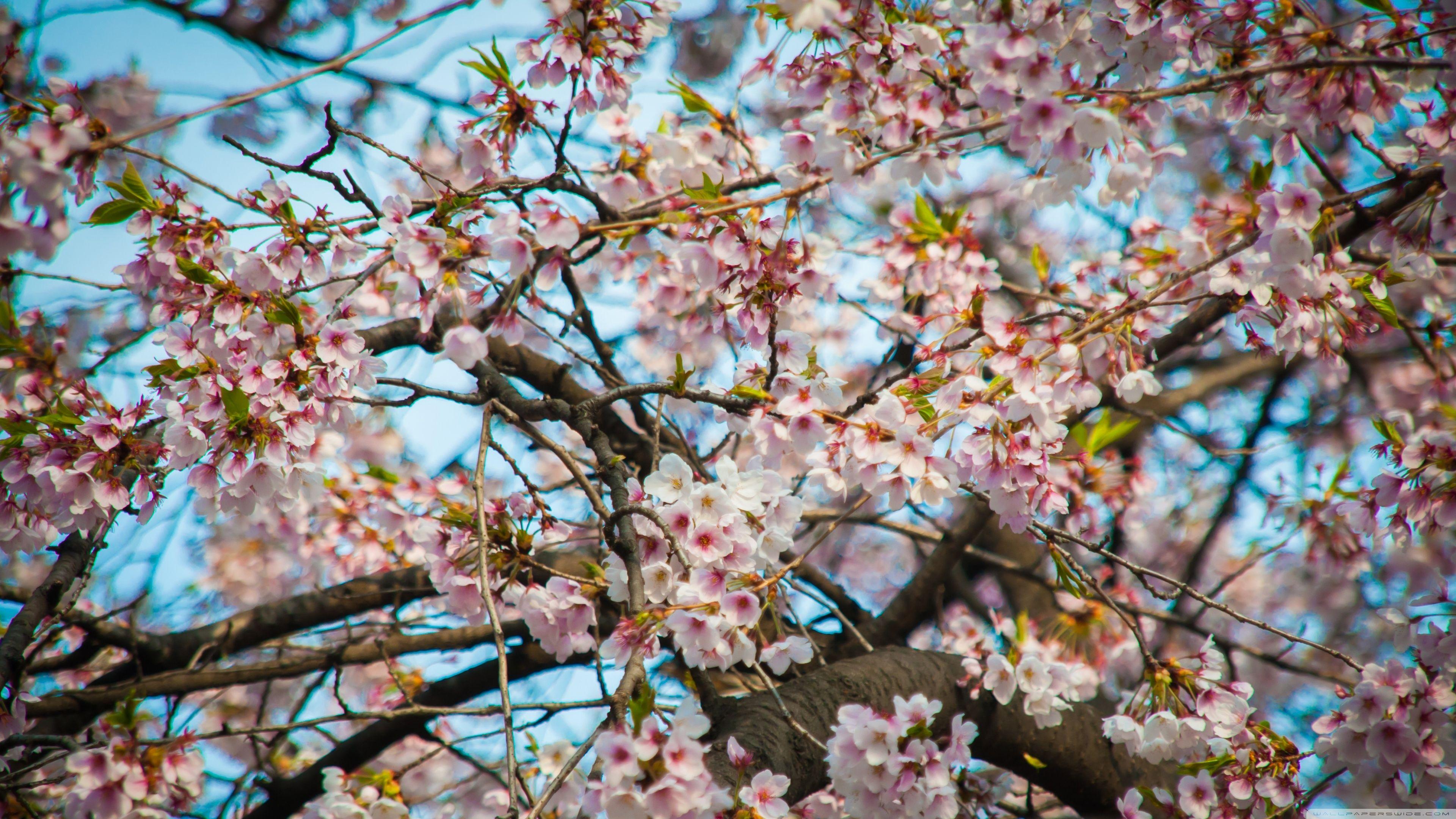 3840x2160 Cherry Blossom Seoul ❤ 4K HD Desktop Wallpaper for 4K Ultra HD TV