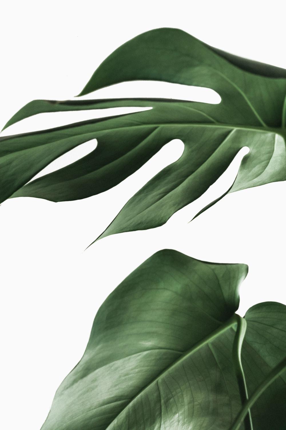 Philodendron Wallpapers - Top Free Philodendron Backgrounds