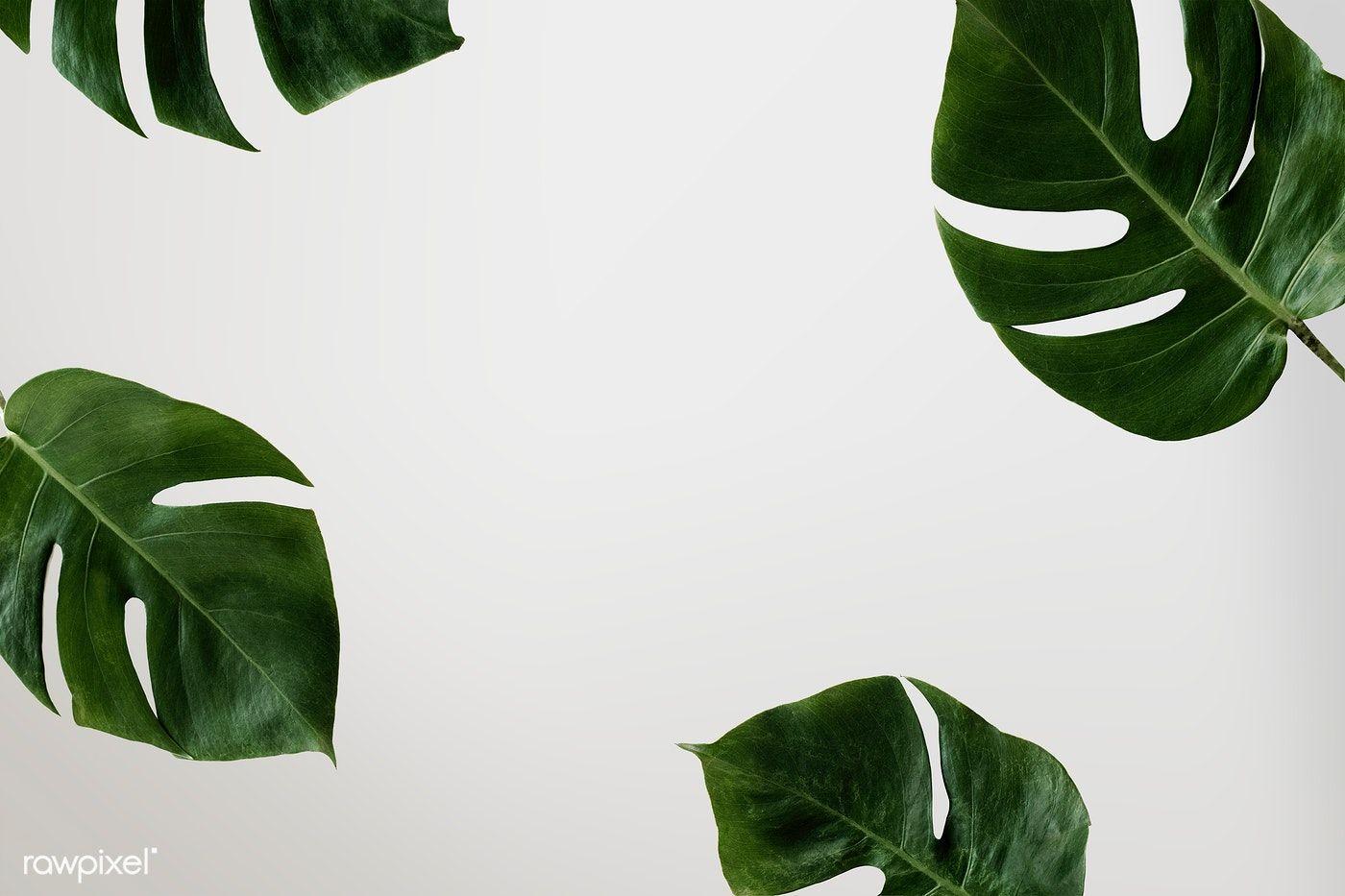 Philodendron Wallpapers - Top Free Philodendron Backgrounds