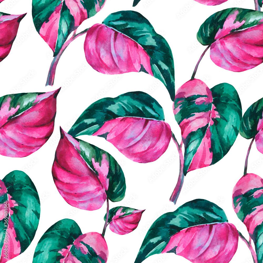 1000x1000 BEST Pink Princess Philodendron IMAGES, STOCK PHOTOS & VECTORS