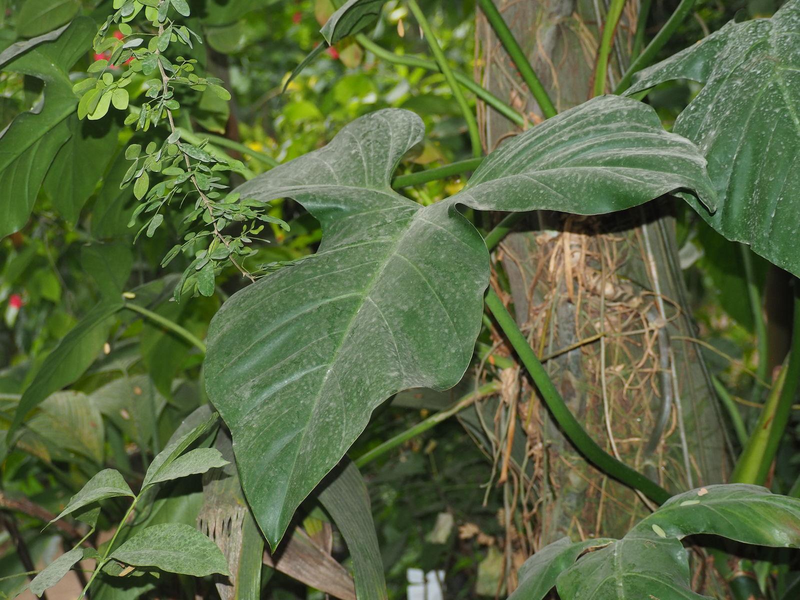 1600x1200 Philodendron tripartitum (Jacq.) Schott. Plants of the World Online