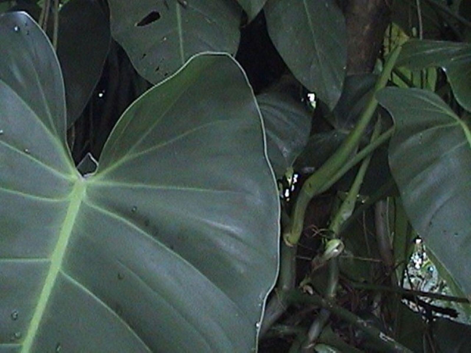 Philodendron Wallpapers - Top Free Philodendron Backgrounds