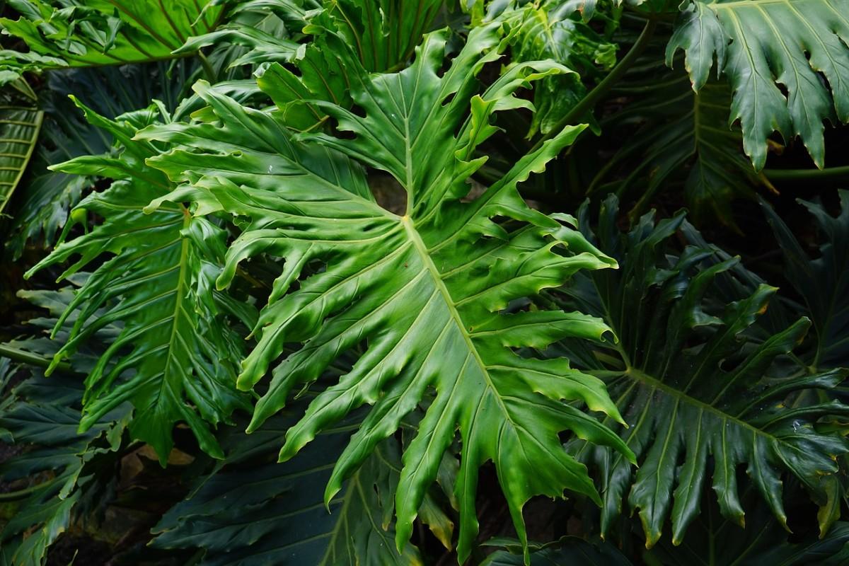 1200x800 How to Care for a Philo or Philodendron Selloum Hope Houseplant