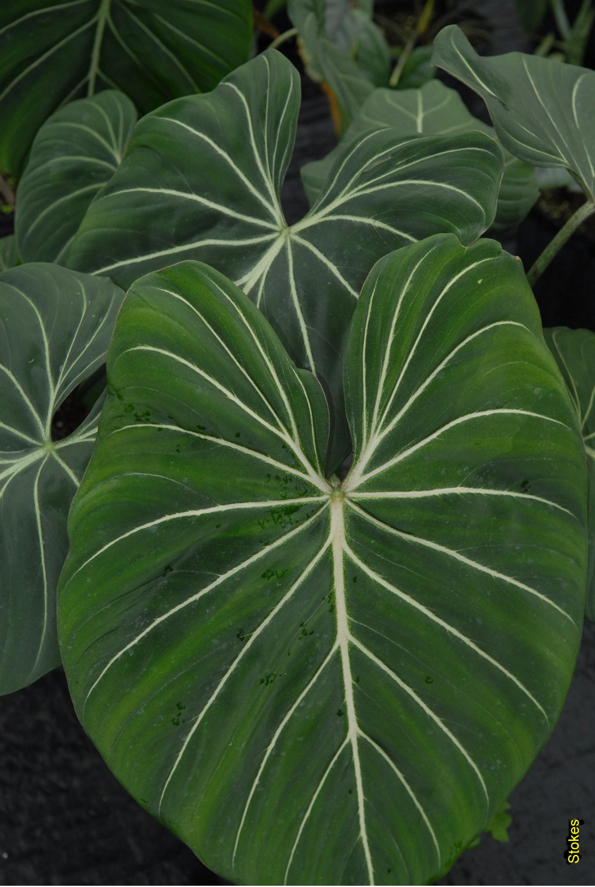 1944x2896 Free photo: Philodendron Gloriosum, Leaf, Leave