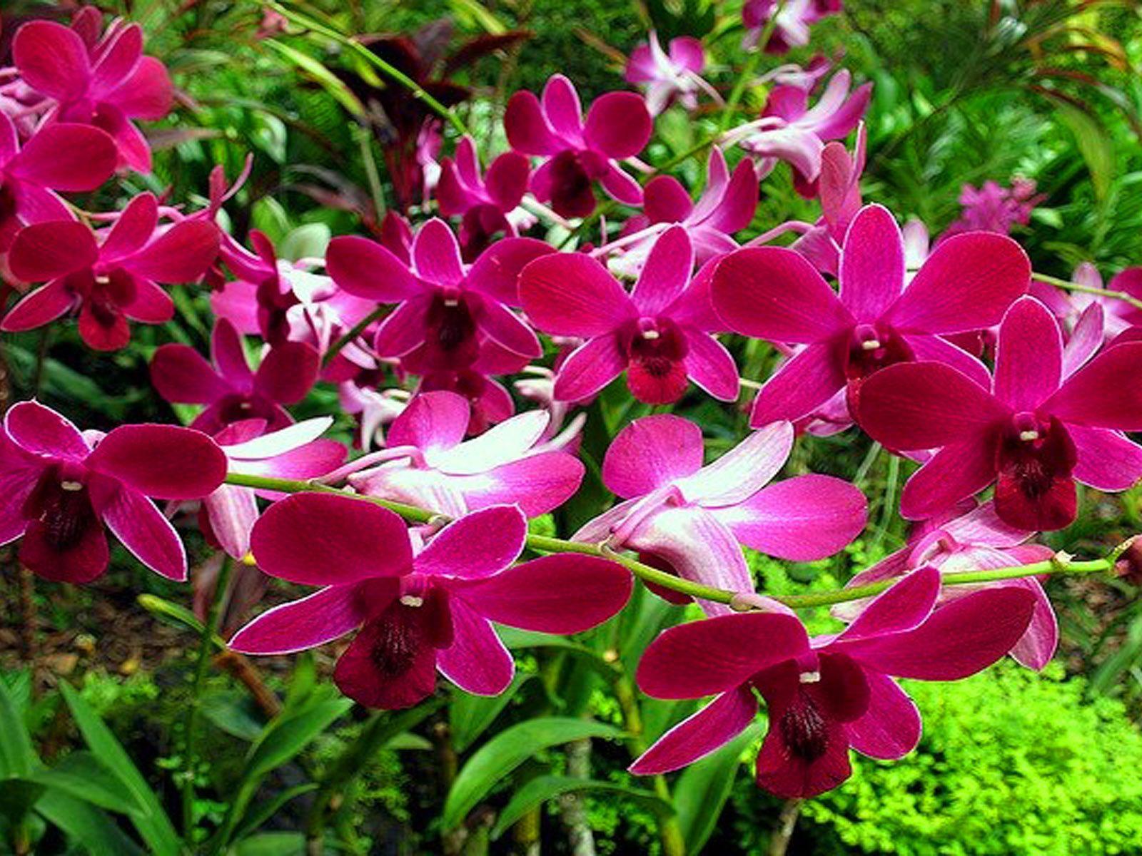 1600x1200 Tropical Red Orchid In The Rain Forest Summer Flowers Wallpaper HD 1920x1200 :