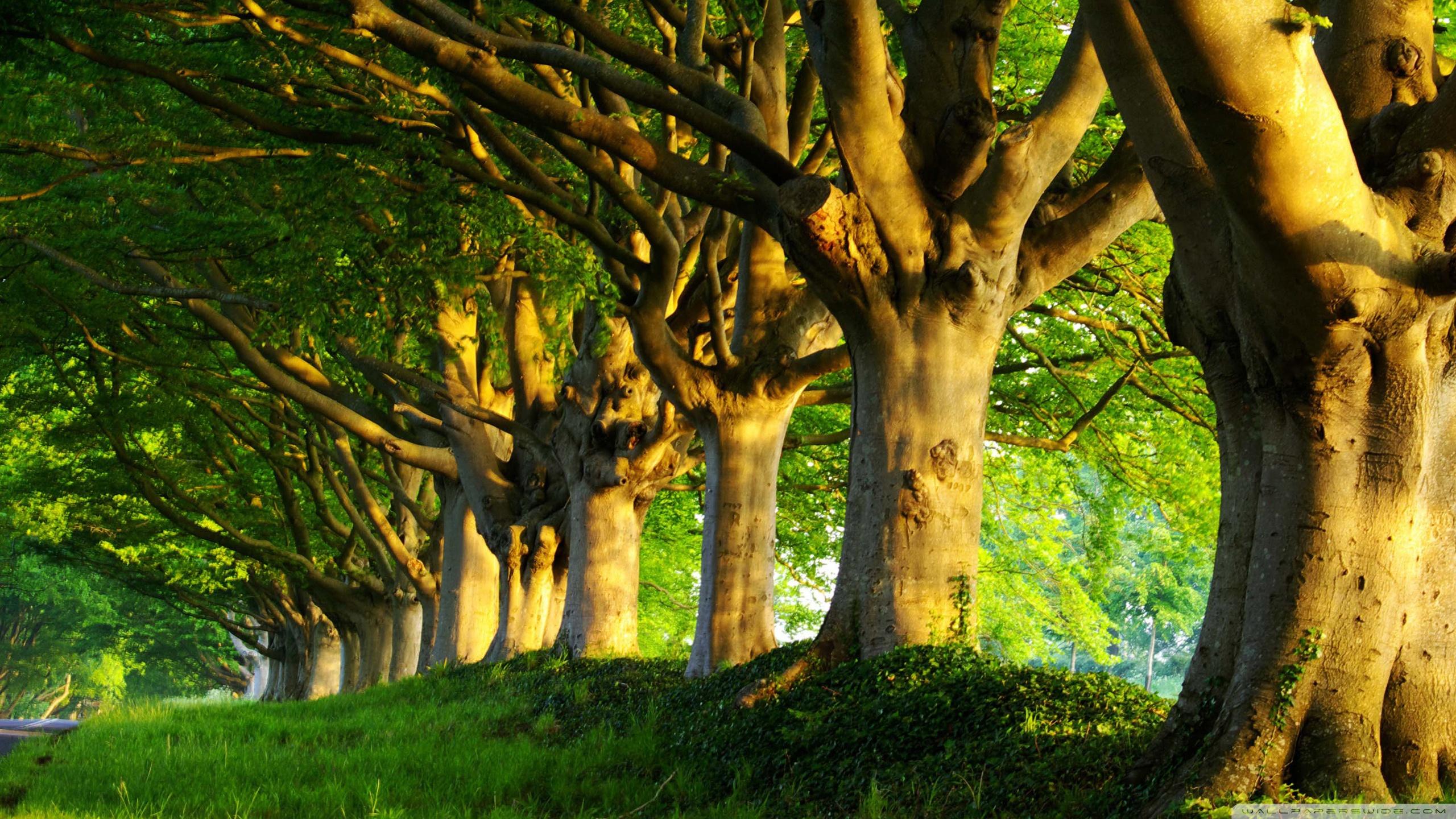Cùng chiêm ngưỡng những cây mùa hè lấp lánh và rực rỡ trong ánh nắng mặt trời. Những chiếc lá xoay xoắn nhẹ nhàng trong gió, tạo nên một dải màu xanh mát mắt. Một hình ảnh đầy sức sống và hy vọng, sẽ giúp bạn cảm thấy được sự tươi mới và năng động.