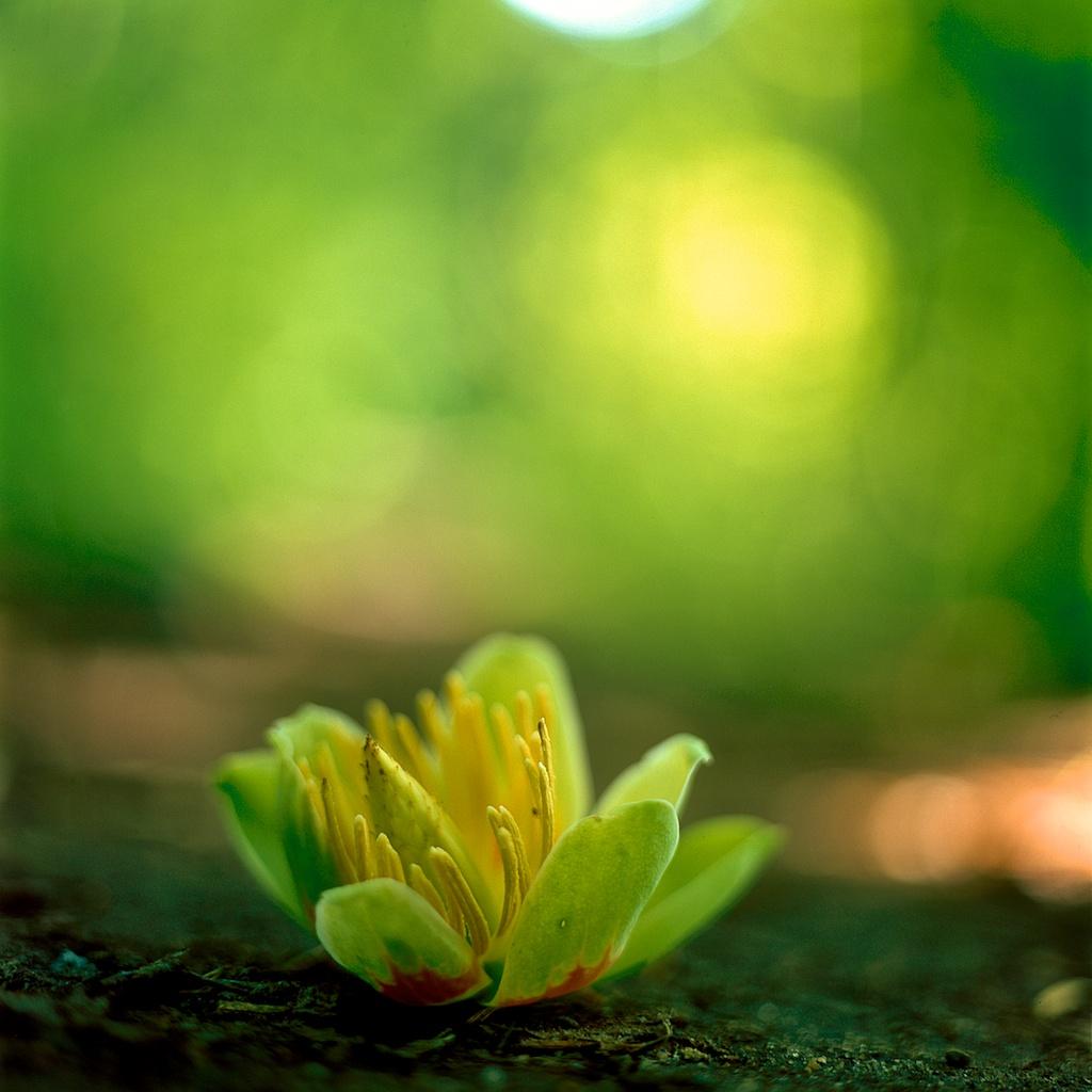 1024x1024 Flowers Flower iPhone HD Wallpaper Free