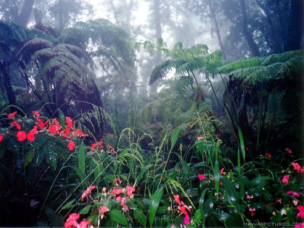 Rainforest Flowers Wallpapers - Top Free Rainforest Flowers Backgrounds -  WallpaperAccess