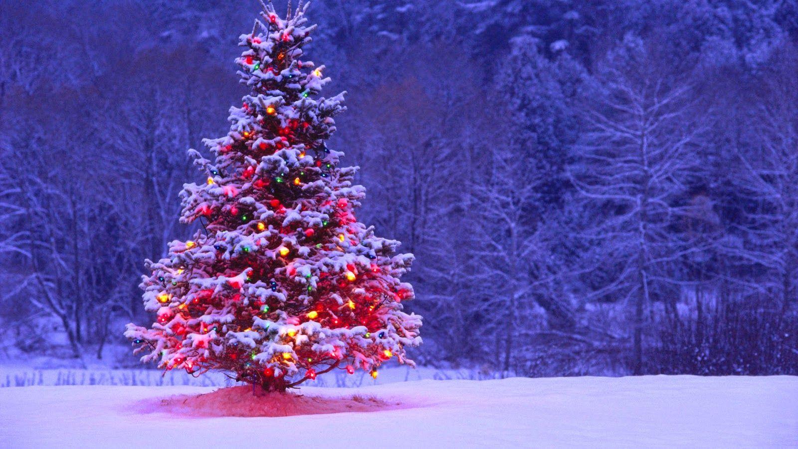 1600x900 Christmas tree wallpaper ideas. christmas tree wallpaper, christmas wallpaper, beautiful christmas