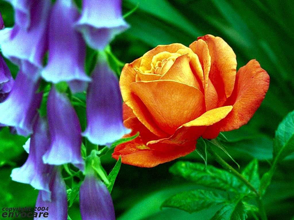 Rainforest Flowers Wallpapers - Top Free Rainforest Flowers Backgrounds ...