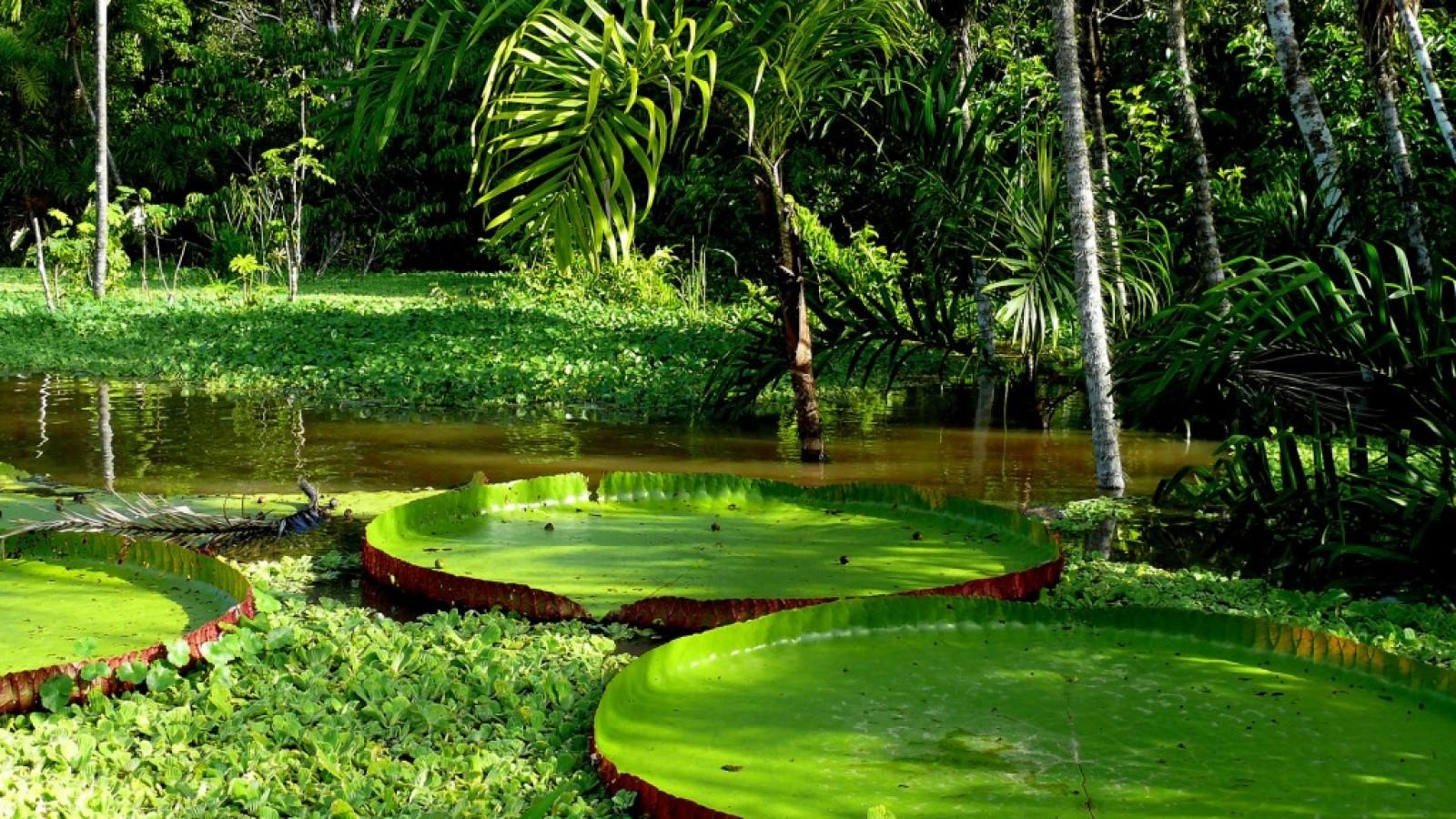 1600x900 Free download Rainforest Plants Names HD Wallpaper Background Image [1600x900] for your Desktop, Mobile & Tablet. Explore Tropical Rainforest Wallpaper. Tropical Rainforest Wallpaper, Tropical Rainforest Wallpaper, Rainforest Background
