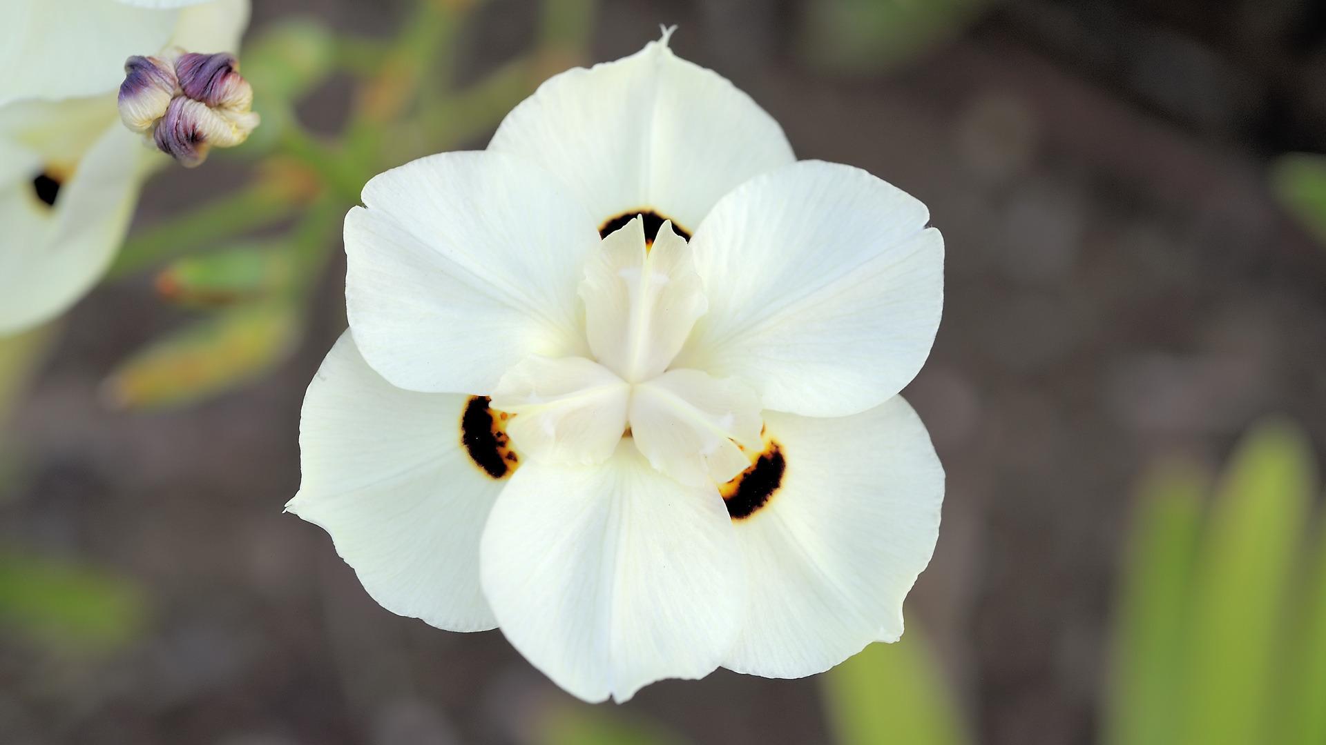 1920x1080 White Flowers wallpaperx1080