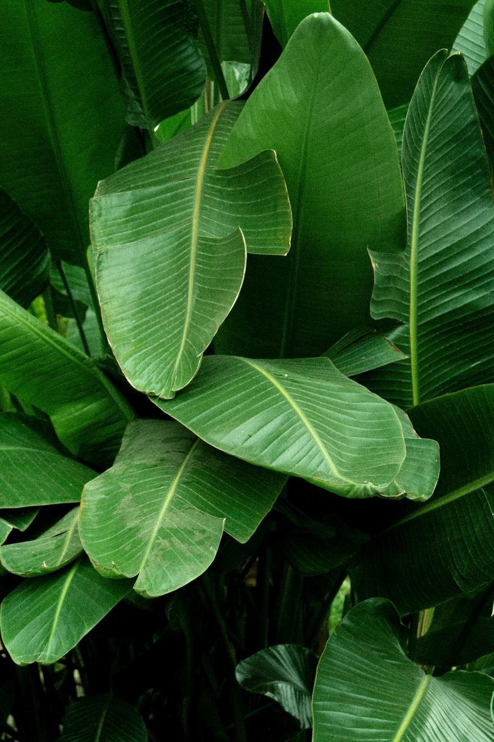 1000x1500 Jungle Plant Picture. Download Free Image