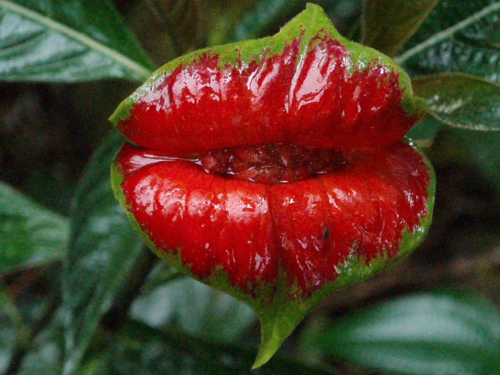 1600x1200 Rainforest plants, Amazon rainforest plants, Rainforest flowers