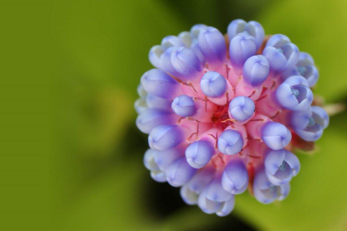 1200x800 WpaperHD com Flowers with Exotic Beauty on #Flowers #Wallpaper #Background