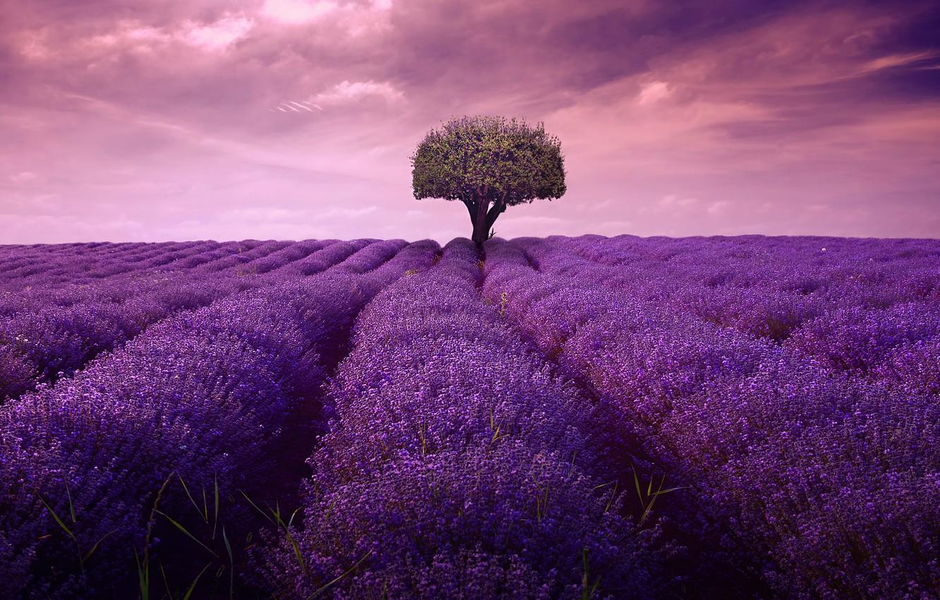 1332x850 Wallpaper field, summer, the sky, clouds, landscape, flowers, clouds, strip, tree, the ranks, lavender, lilac, paths, plantation, bushes, lavender field image for desktop, section пейзажи