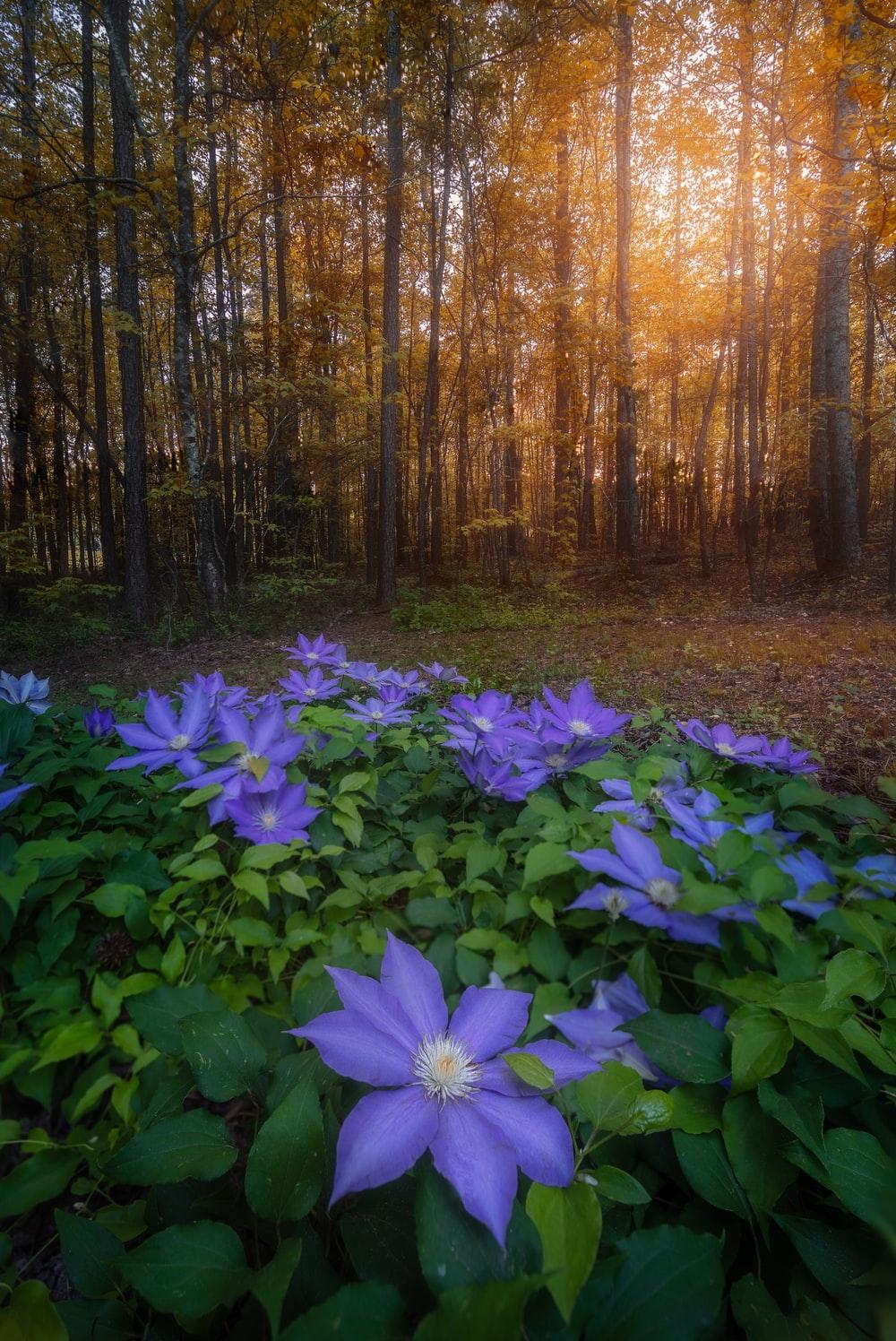1000x1496 Forest Flower Picture. Download Free Image