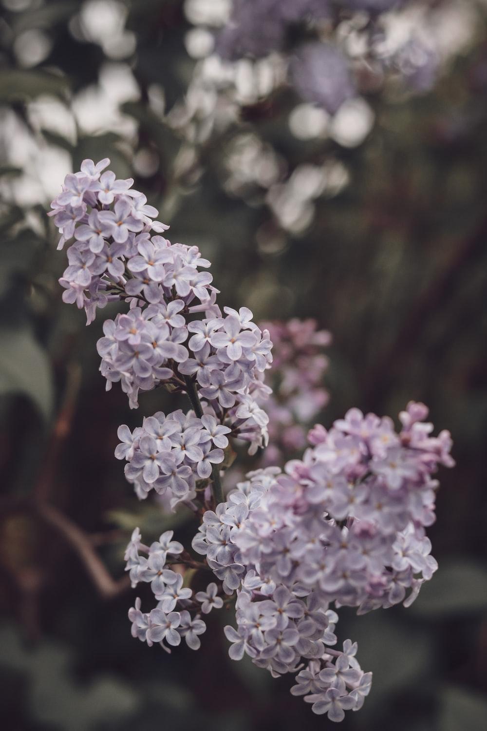 Lilac Tree Wallpapers - Top Free Lilac Tree Backgrounds - WallpaperAccess