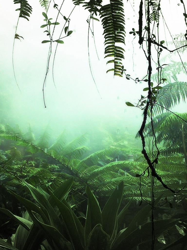 768x1024 Jungle Plants iPad wallpaper