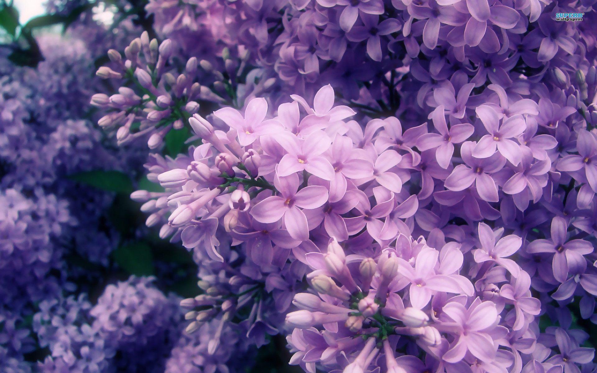 1920x1200 Lilac Aesthetic Wallpaper Desktop